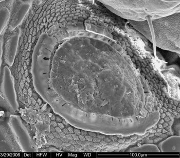 Media type: image;   Invertebrate Zoology 133769